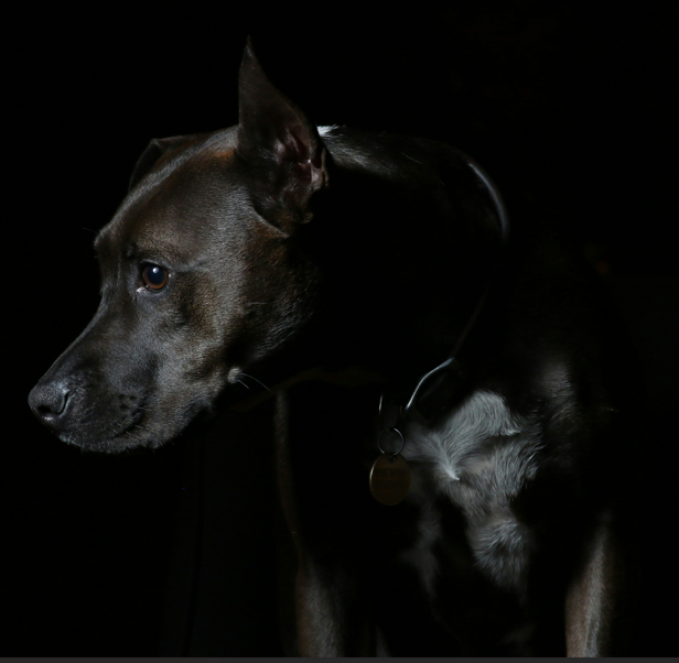 portrait of a black dog