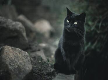 Black Cat Superstitions