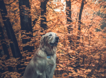 Canine Spirit Guides