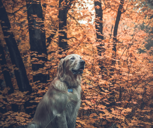 Canine Spirit Guides