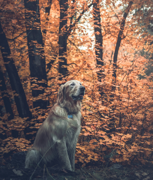 Golden retriever in the woods.