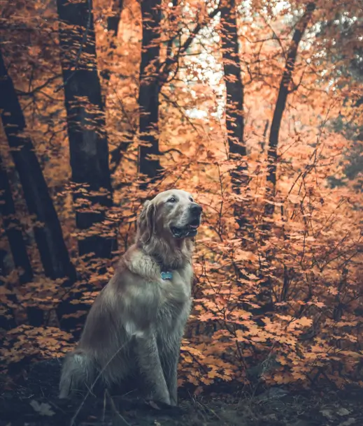 Golden retriever posing among orange fall foliage